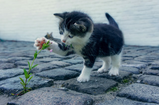 Cute baby kitten plays with a flower